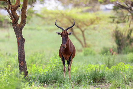 梅兹国家公园