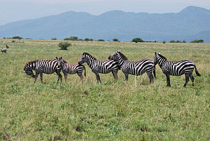 Mago National Park 3