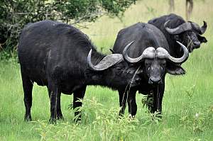 Omo National Park 3