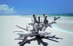 姆纳西湾-鲁伏马河口海洋公园 3