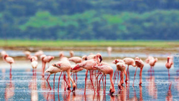 Lake Elmenteita photo 2