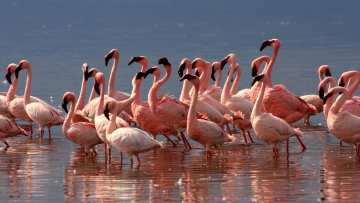 Lake Elmenteita photo 1