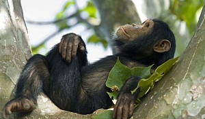 Nyungwe Forest 2
