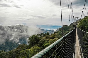 Nyungwe Forest 4