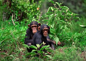 Nyungwe Forest 3