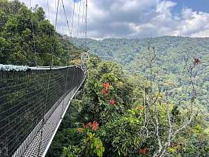 Nyungwe Forest 5