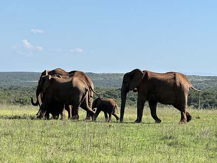 Addo Elephant National Park