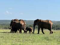 Addo Elephant National Park