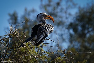 Kruger National Park 4