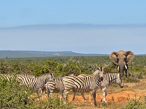 Addo Elephant National Park 3