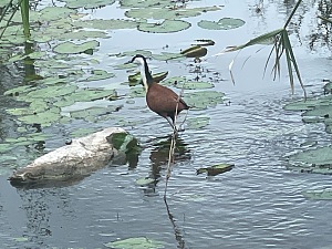 Kruger National Park 3