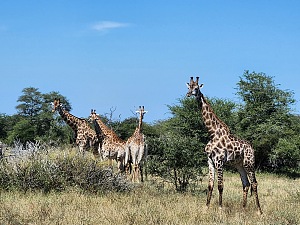 Kruger National Park 2