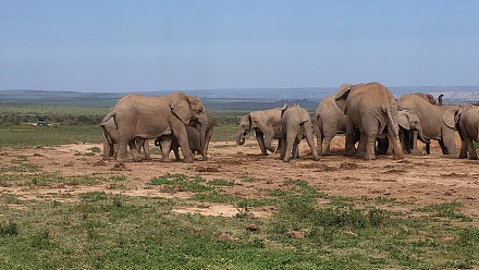 Addo Elephant National Park