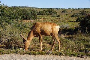 Addo Elephant National Park 4