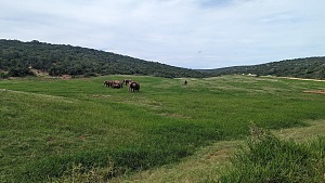 Addo Elephant National Park 5