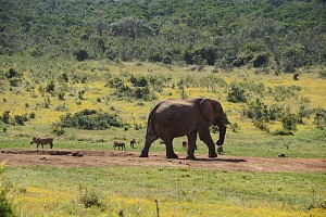 Addo Elephant National Park 2