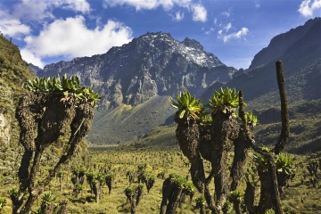 Rwenzori Mountains National Park photo 2