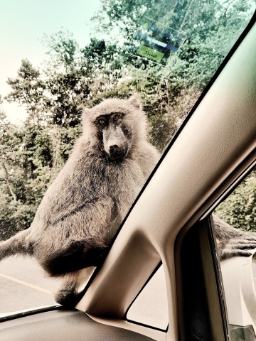 Kibale National Park photo 2