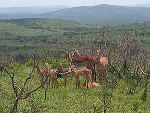 Hluhluwe–iMfolozi Park 2
