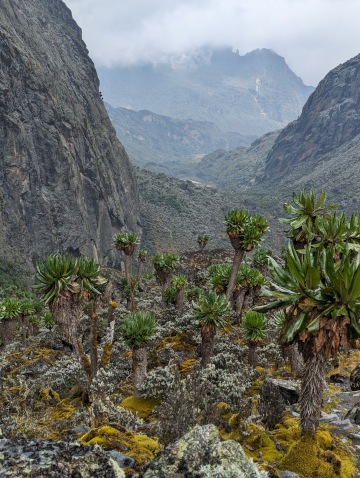 Rwenzori Mountains National Park photo 1