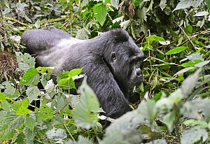 Bwindi 2