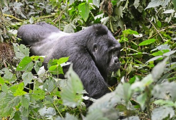 Bwindi photo 2