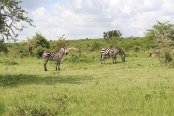 Lake Mburo photo 1