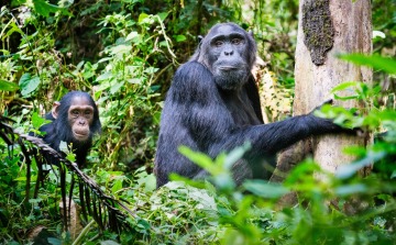 Kibale National Park photo 1
