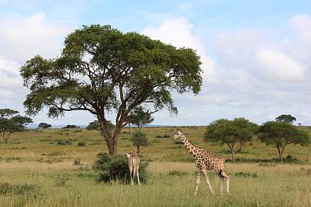 Murchison Falls National Park