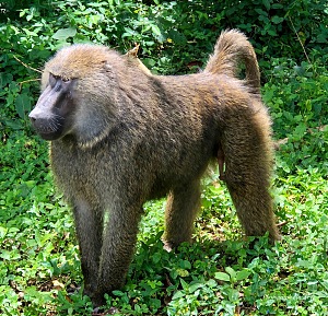Kibale National Park 3
