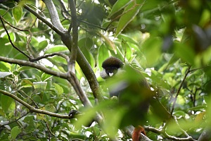 Kibale National Park 4