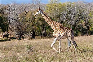 Hluhluwe–iMfolozi Park 4