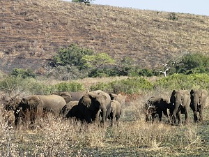 Hluhluwe–iMfolozi Park 5