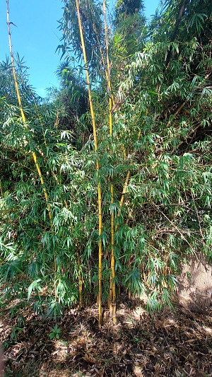 察拉萨特拉公园 4