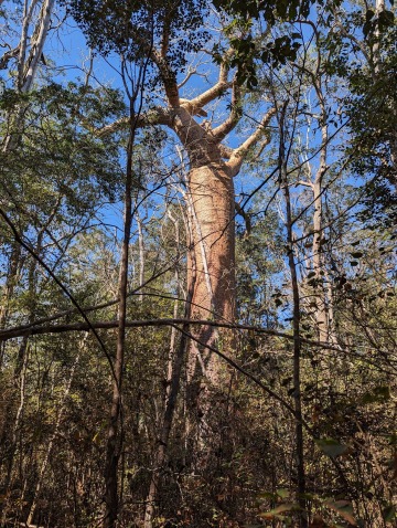 Kirindy Forest Reserve photo 2