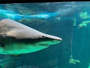 两大洋水族馆 4