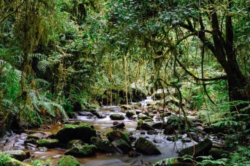 Ranomafana National Park photo 2