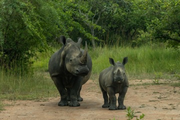 Ziwa Rhino photo 1