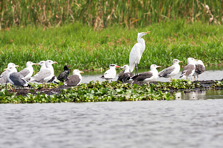 Kawuku-Kakindo Wetland