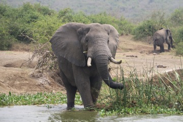 Queen Elizabeth National Park photo 1