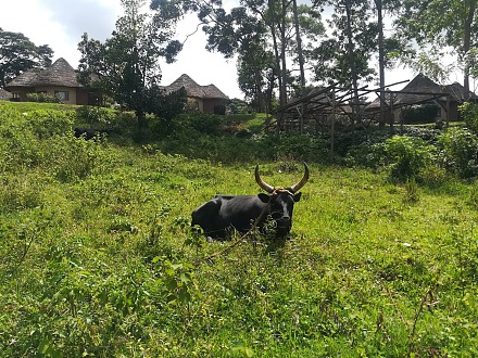 Kitubulu