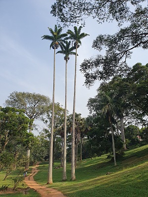 Entebbe Botanical Garden 4