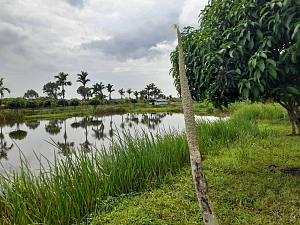 Kawuku-Kakindo Wetland 4