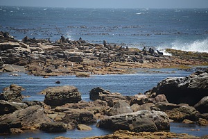 Cape of Good Hope 3