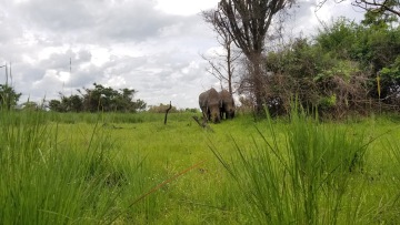 Ziwa Rhino photo 2
