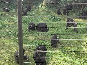 Ngamba 5