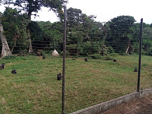 Ngamba 4