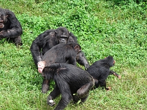 Ngamba 2