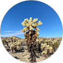 attractions-reviews-avatar