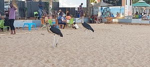 Spennah Beach 5